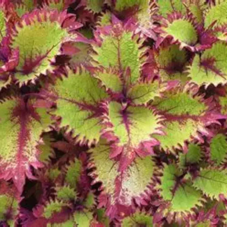 Coleus botanical ingredient