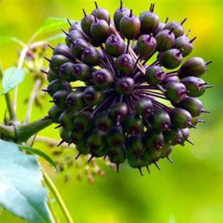 Eleuthero botanical ingredient