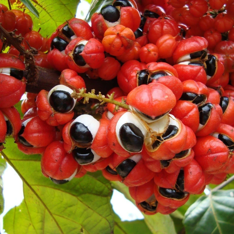 Guarana ingredient