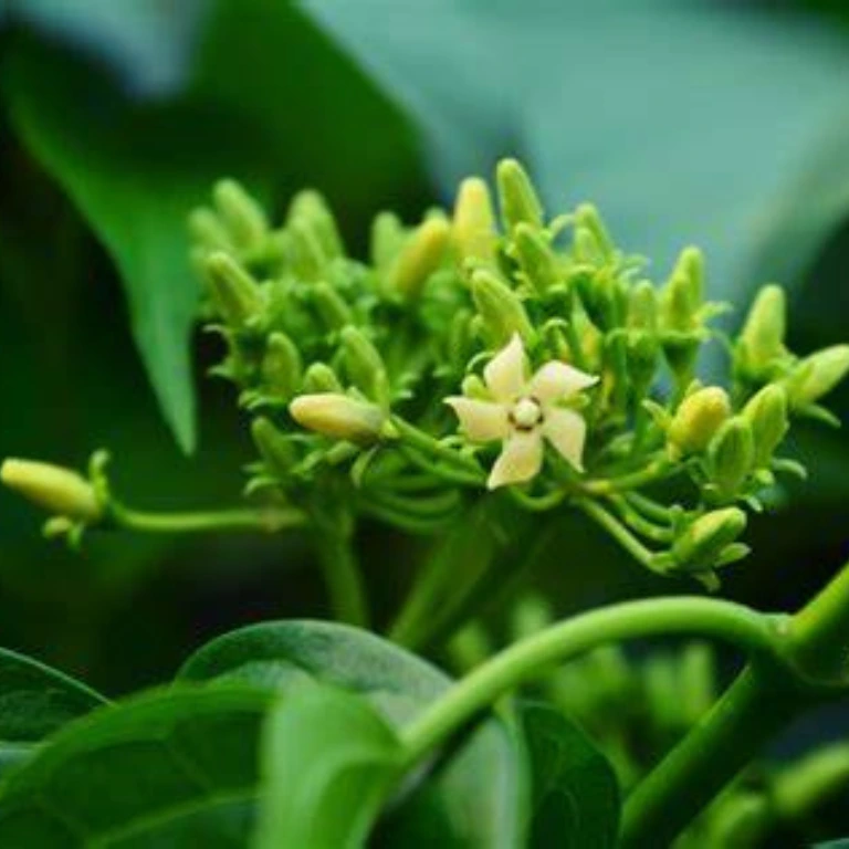 Gymnema ingredient